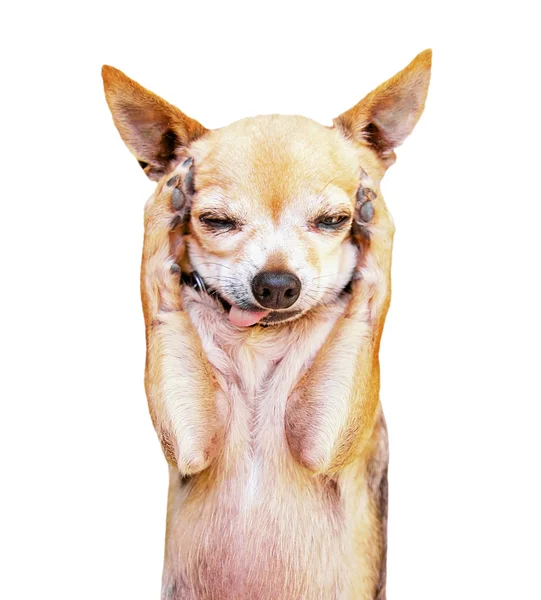 Grappige chihuahua gezicht — Stockfoto