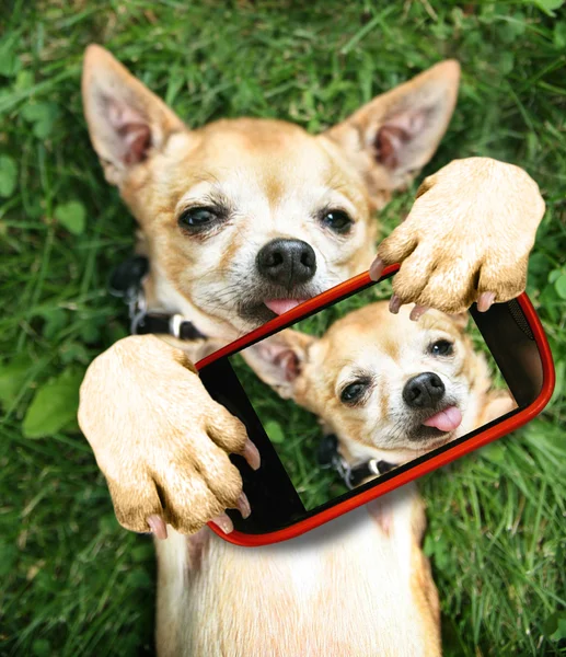 Şirin chihuahua alarak selfie — Stok fotoğraf