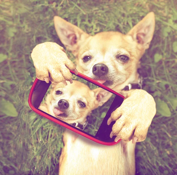 Chihuahua bonito tomando selfie — Fotografia de Stock