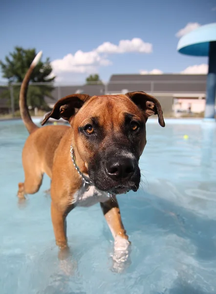 Boxer schwimmt im öffentlichen Schwimmbad — Stockfoto