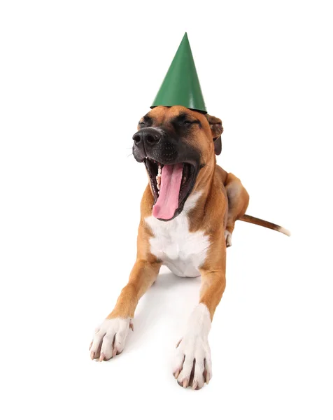 Pit toro boxer mix cane con cappello di compleanno — Foto Stock