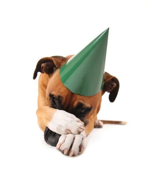 Pit toro boxer mix cane con cappello di compleanno — Foto Stock