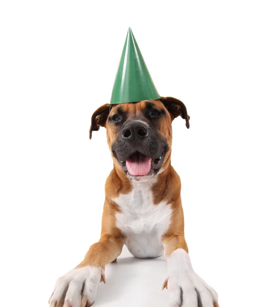 Pit bull boxer mix dog with birthday hat — Stock Photo, Image