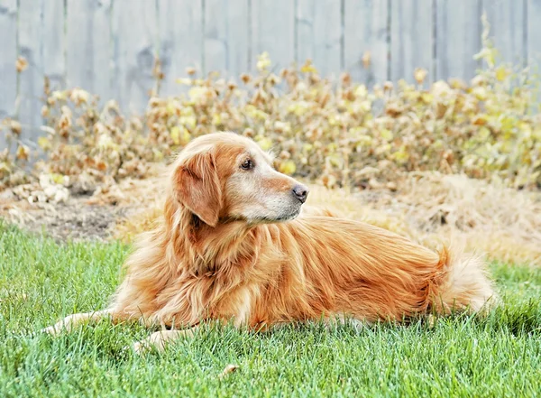 Perro perdiguero de oro —  Fotos de Stock