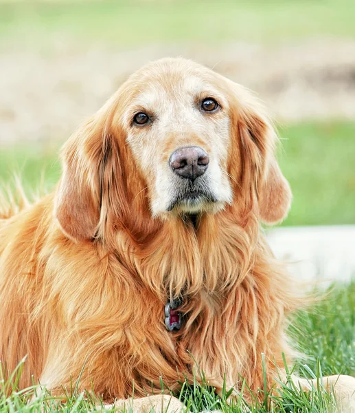 Gouden retriever — Stockfoto