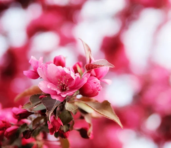 Cherry tree flowers blooming — Stock Photo, Image