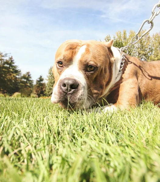 Cane al parco pubblico locale — Foto Stock