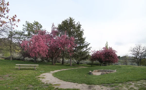 Parque con camino y banco — Foto de Stock