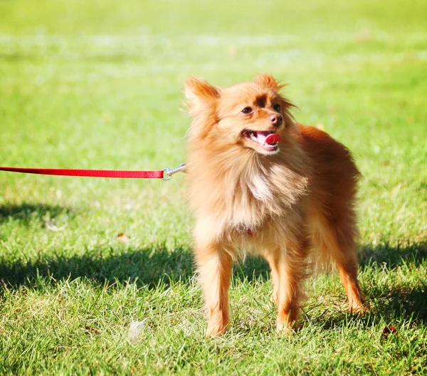 可爱的博美犬在公园 — 图库照片
