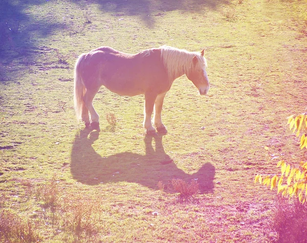 Bonito pony en un campo — Foto de Stock