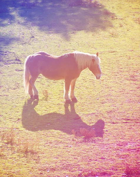 Bonito pony en un campo — Foto de Stock