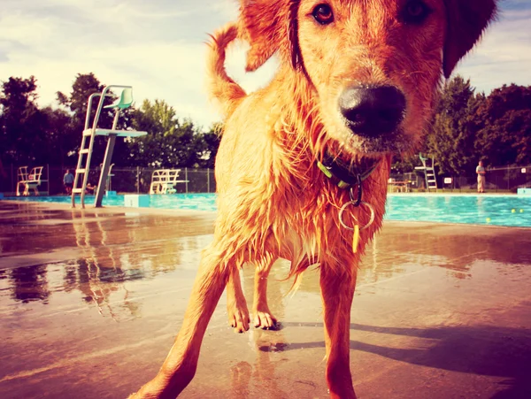 Golden retriever at swimming pool — Stock Photo, Image
