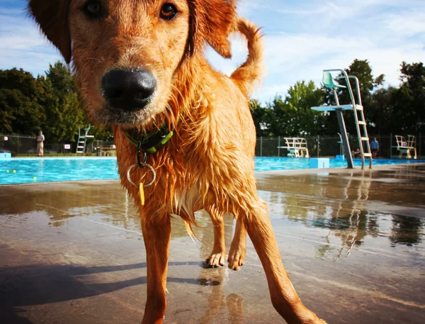 Golden retriever à la piscine — Photo