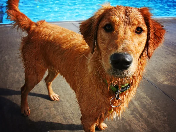 Golden retriever na piscina — Fotografia de Stock