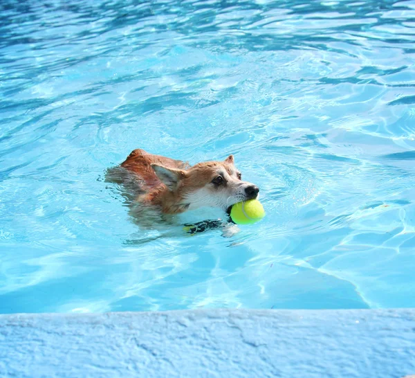 Lindo perro en la piscina — Foto de Stock