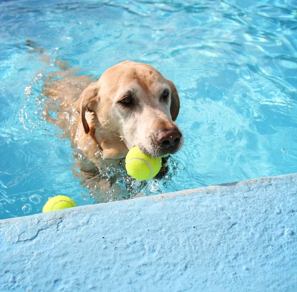 プールで泳いでラブラドル ・ レトリーバー犬 — ストック写真