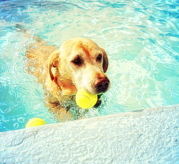 Hund ute njuter simtur i poolen — Stockfoto