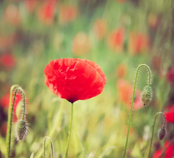 Red poppy flowers blooming — Stock Photo, Image