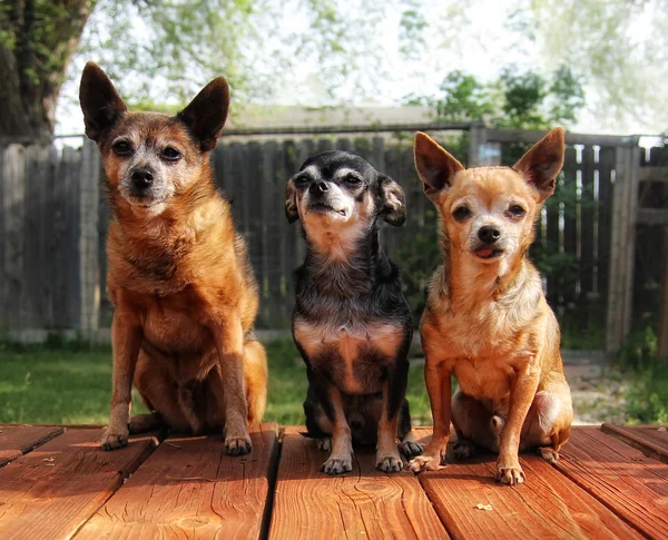 Chihuahuas grubu — Stok fotoğraf