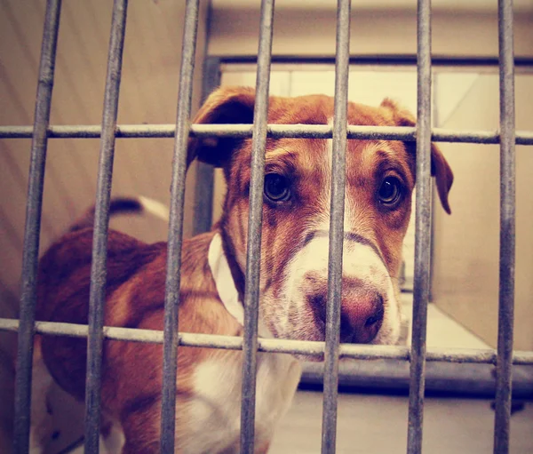 Stray dog at shelter — Stock Photo, Image