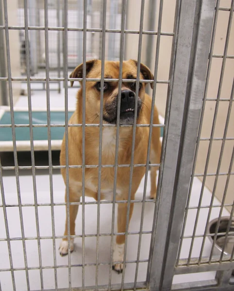 Dog in an animal shelter — Stock Photo, Image