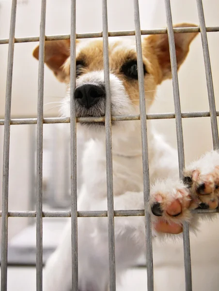 Dog in an animal shelter — Stock Photo, Image