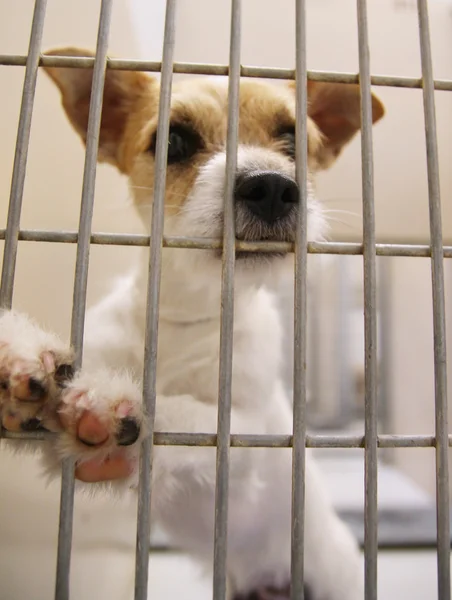Cão em um abrigo animal — Fotografia de Stock