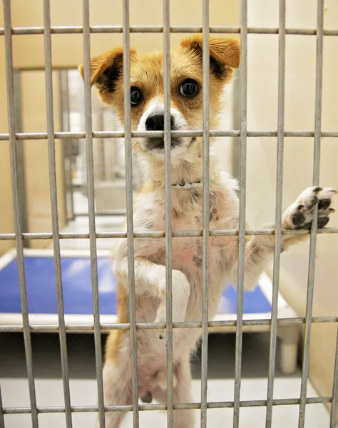 Dog in an animal shelter — Stock Photo, Image