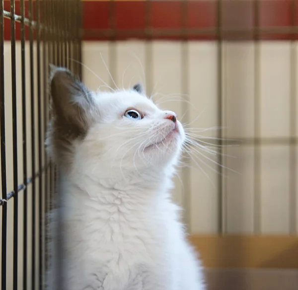 Kätzchen im Tierheim — Stockfoto