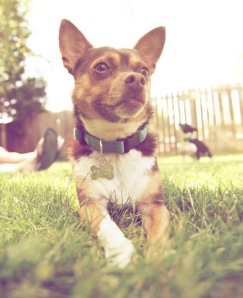 Chihuahua desfrutando ao ar livre — Fotografia de Stock