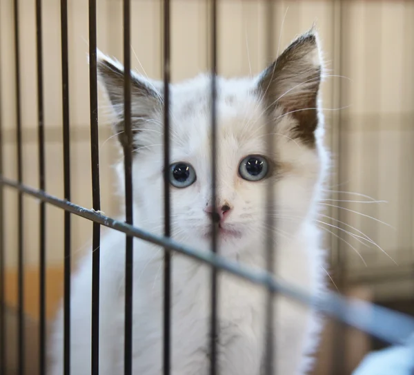 Kitten in an animal shelter — Stock Photo, Image