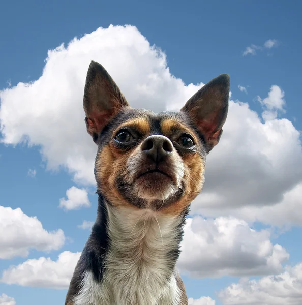Hond genieten van buitenleven — Stockfoto