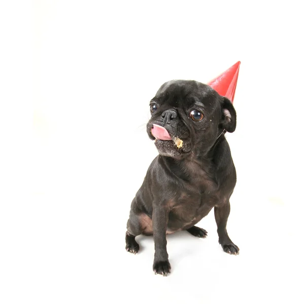 Svart mops med födelsedag hatt på — Stockfoto