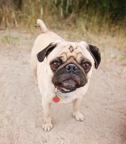 Yerel parkta pug — Stok fotoğraf