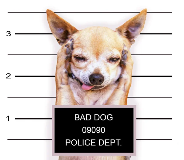 Chihuahua bonito — Fotografia de Stock