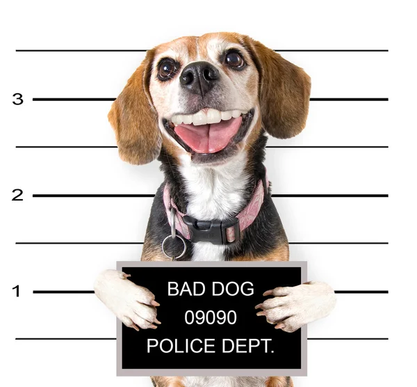 Bad dog — Stock Photo, Image