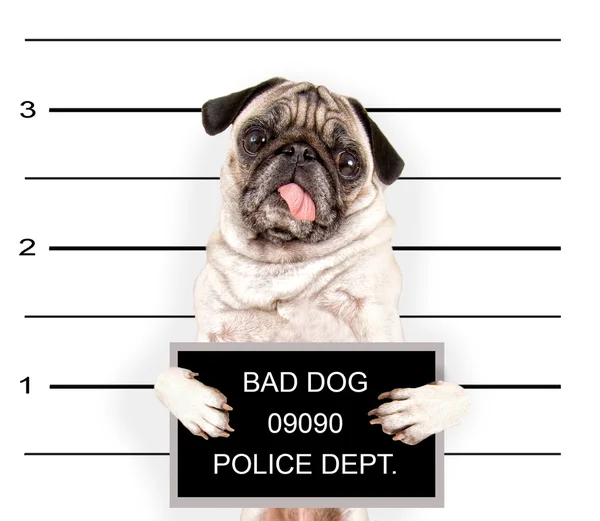 Bad dog — Stock Photo, Image