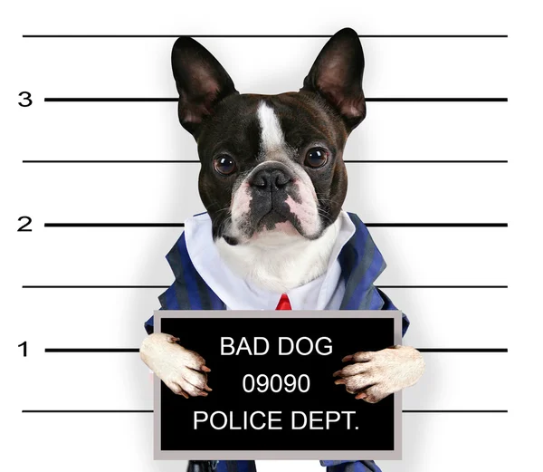 Dålig hund — Stockfoto