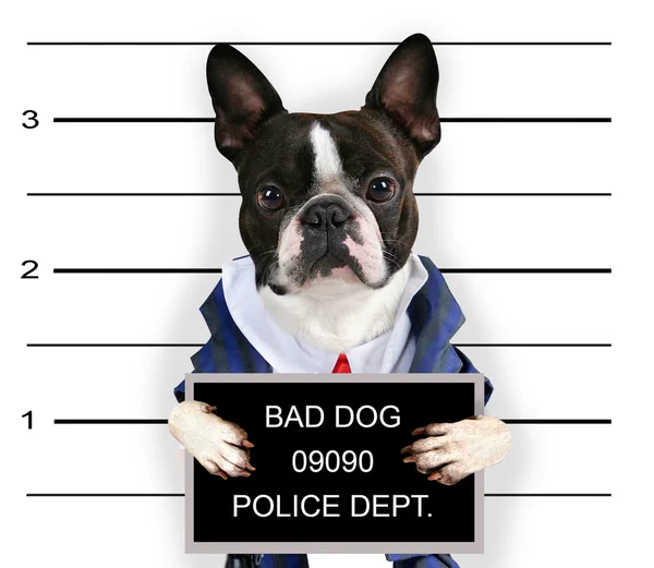 Bad dog — Stock Photo, Image