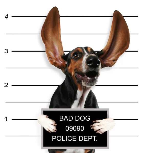 Bad dog — Stock Photo, Image