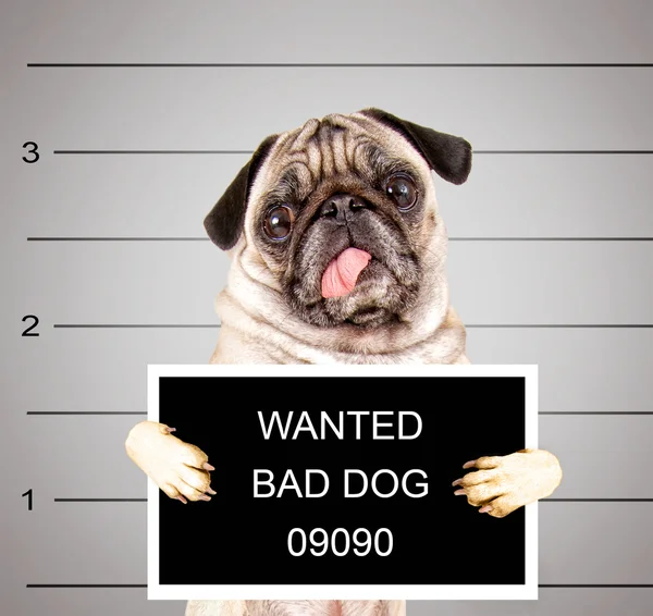 Kötü Köpek