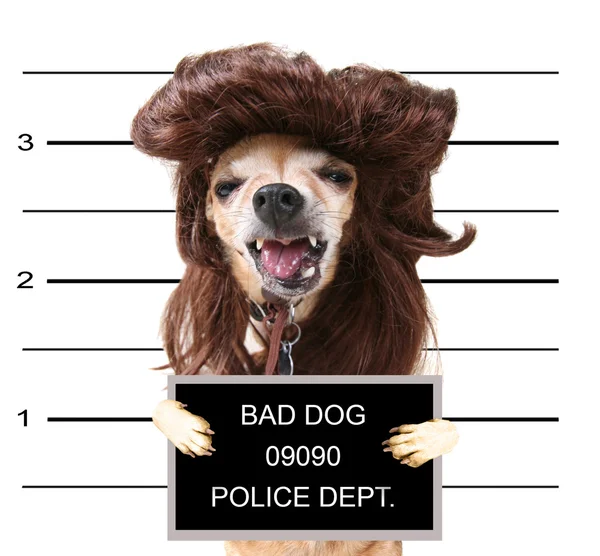 Chihuahua with wig on — Stock Photo, Image