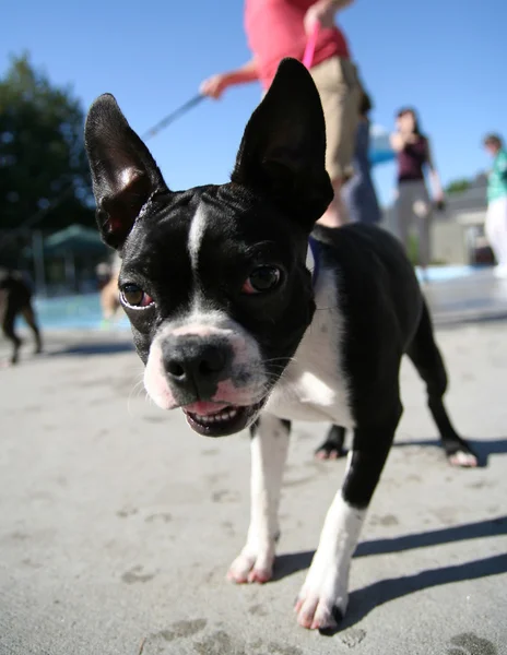 Hund på lokala pool — Stockfoto