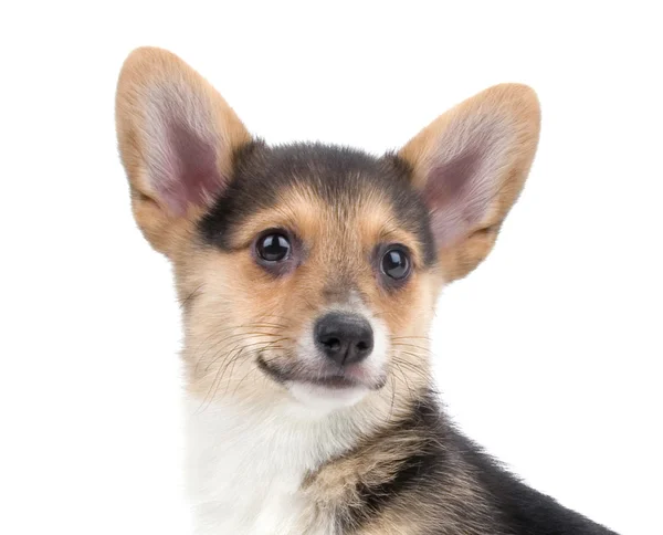 Bonito filhote de cachorro galês corgi — Fotografia de Stock