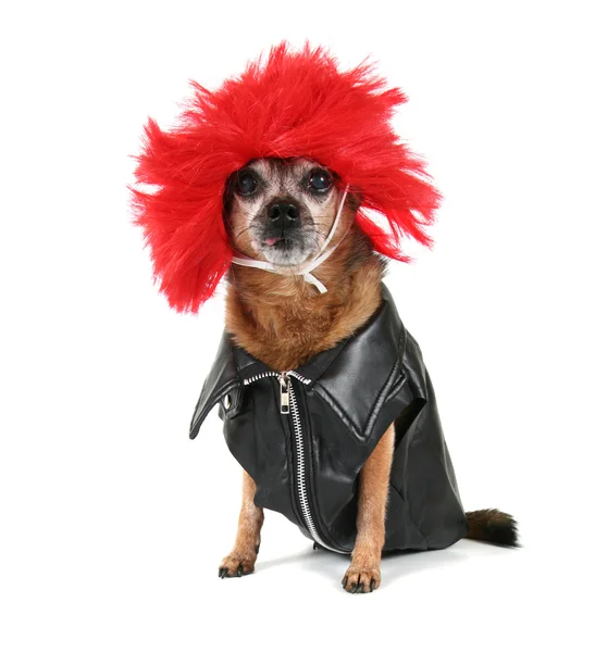 Chihuahua perukla giyinmiş — Stok fotoğraf