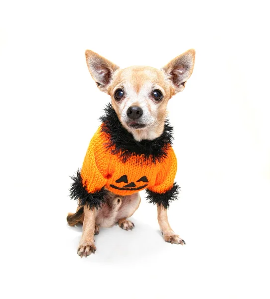 Chihuahua w kostium na halloween — Zdjęcie stockowe