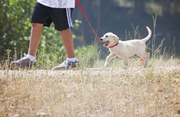 Un homme prend du labrador pour une promenade — Photo