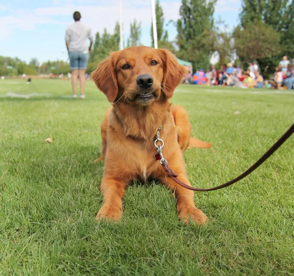 Lindo perro en la hierba — Foto de Stock