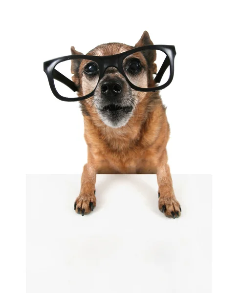 Bederní čivava s brýlemi na — Stock fotografie