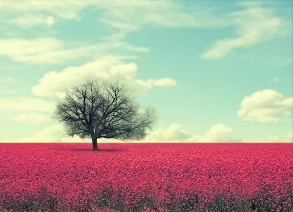 Lanscape with pink field and tree — Stock Photo, Image